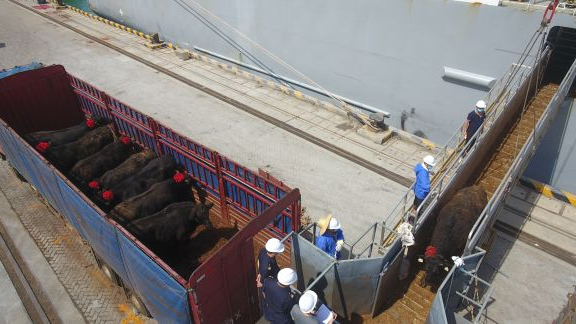 英媒：新西兰对华立场对“五眼联盟”有深远影响