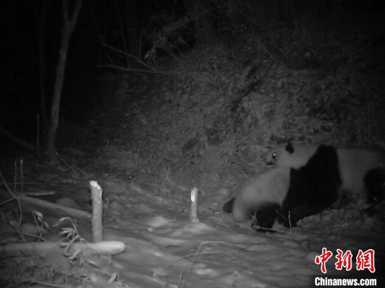 四川野生大熊猫打斗挂彩 专家称系争夺配偶或求爱受阻