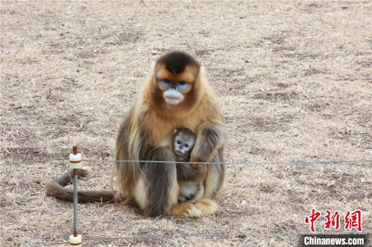 龙沙动植物园金丝猴添丁 实现高纬度地区连续繁育