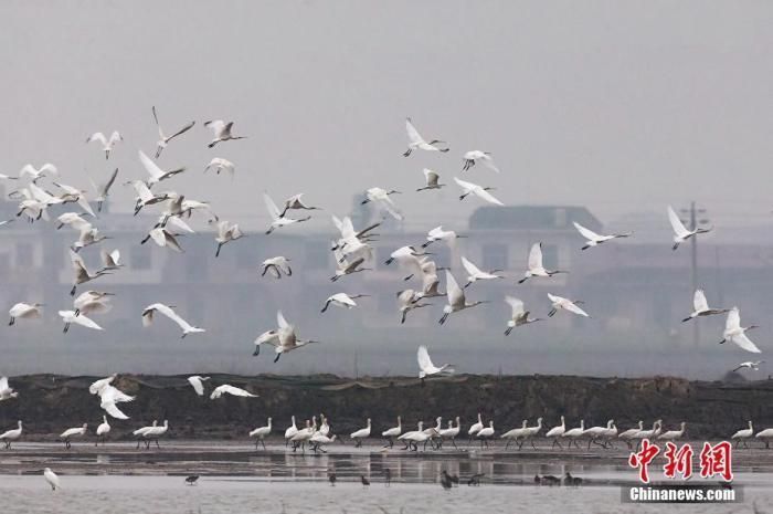 守护鄱阳湖“一湖清水” 江西检察机关立案2846件（图）