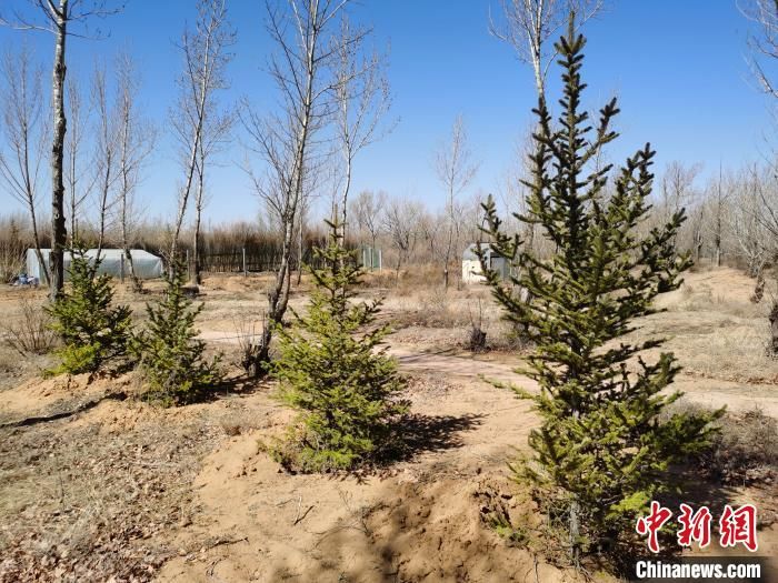 探访中国四大沙地之一毛乌素：遏制沙尘暴需久久为功