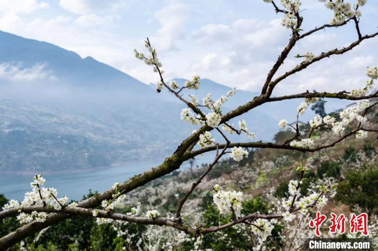 “摘帽”不摘“攻坚志” 特色产业绘就巫山乡村振兴新画卷
