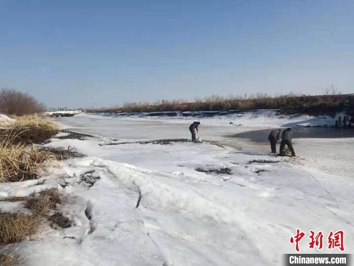 雪未融鸟已归 中国北疆投食6.6万斤为候鸟“接风”