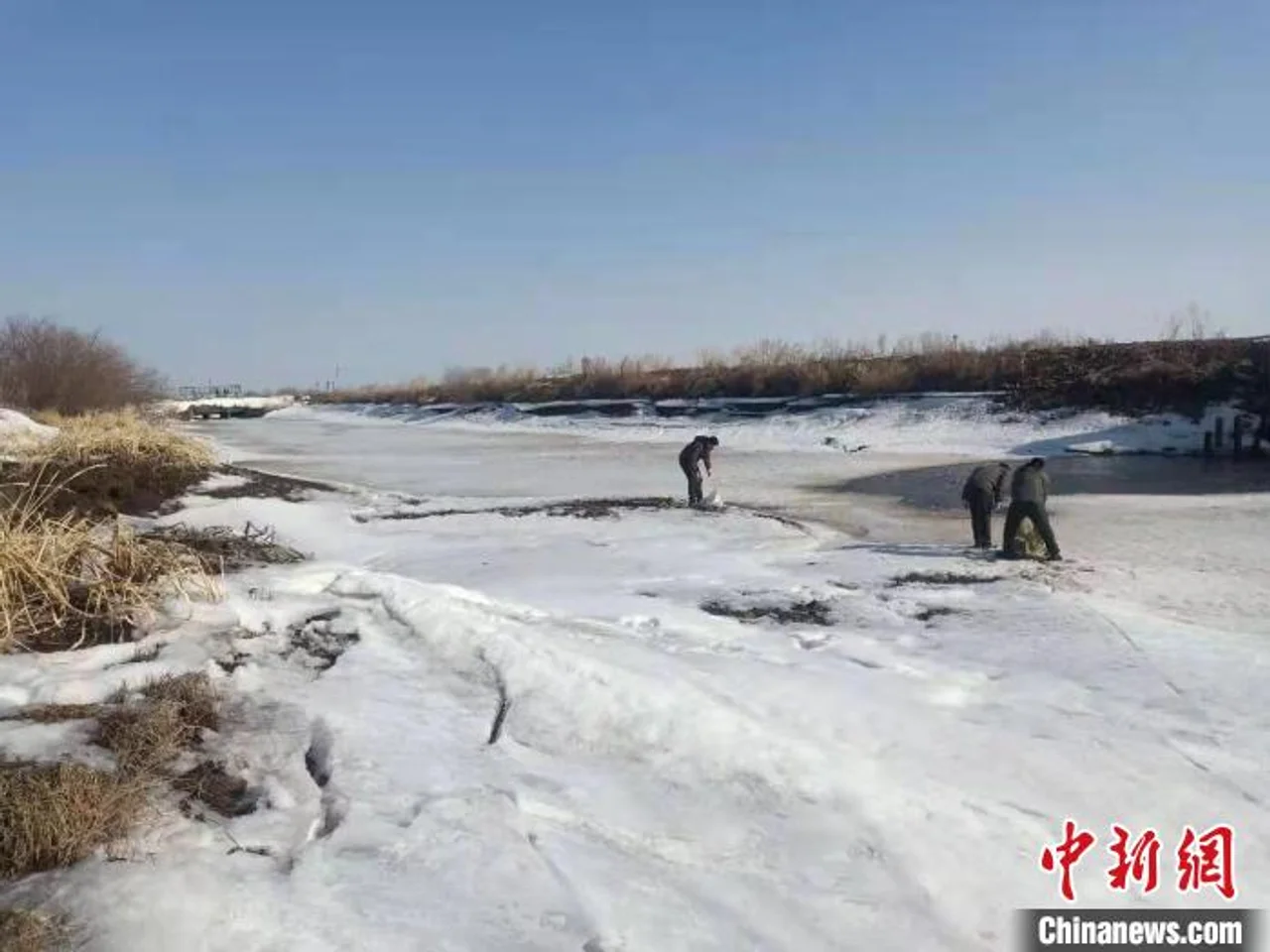 雪未融鸟已归 中国北疆投食6.6万斤为候鸟“接风”
