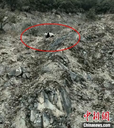 四川宝兴：野生大熊猫在夹金山下慢悠悠玩耍