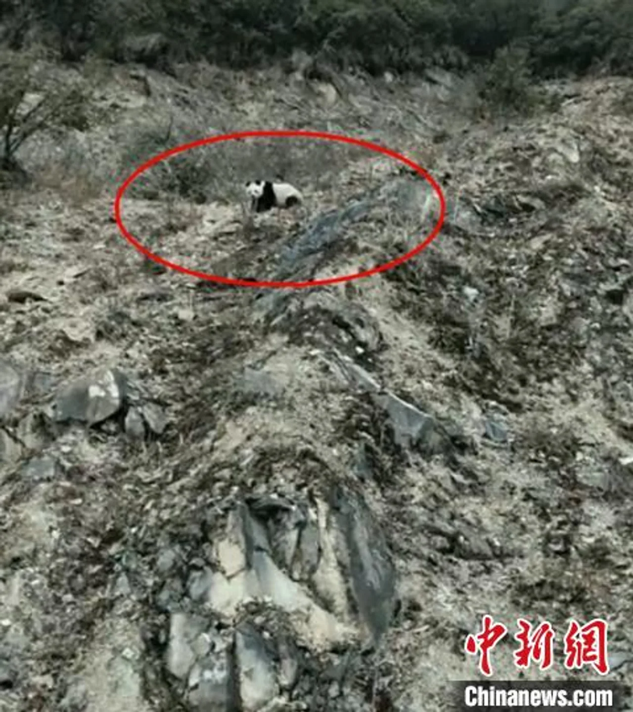 四川宝兴:野生大熊猫在夹金山下慢悠悠玩耍