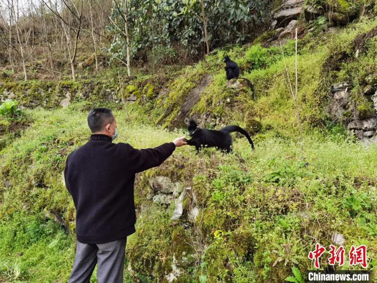 全球最大黑叶猴种群分布地:人猴和谐相处