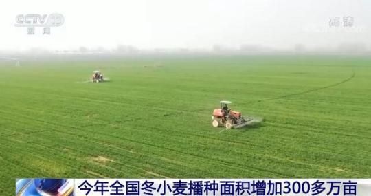 今年全国冬小麦播种面积增加300多万亩
