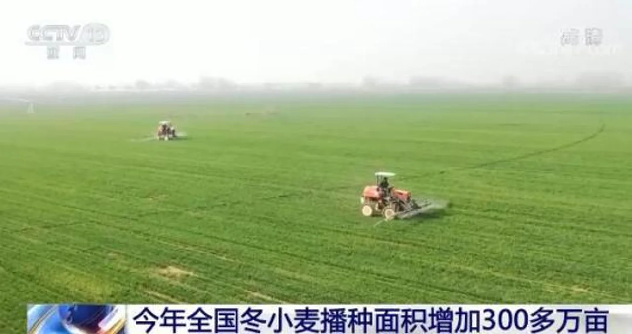 今年全国冬小麦播种面积增加300多万亩