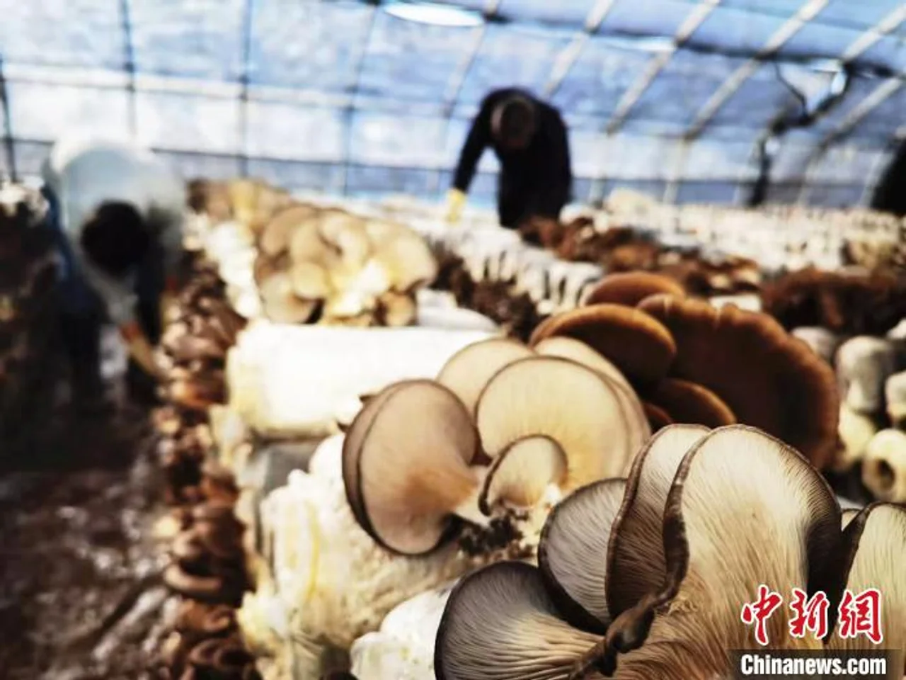 甘肃武威:与“菌”同乐的小“菇”事
