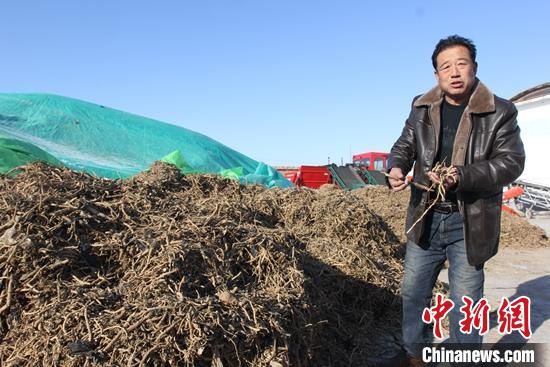 新疆中药材种植成为牧民增收新亮点