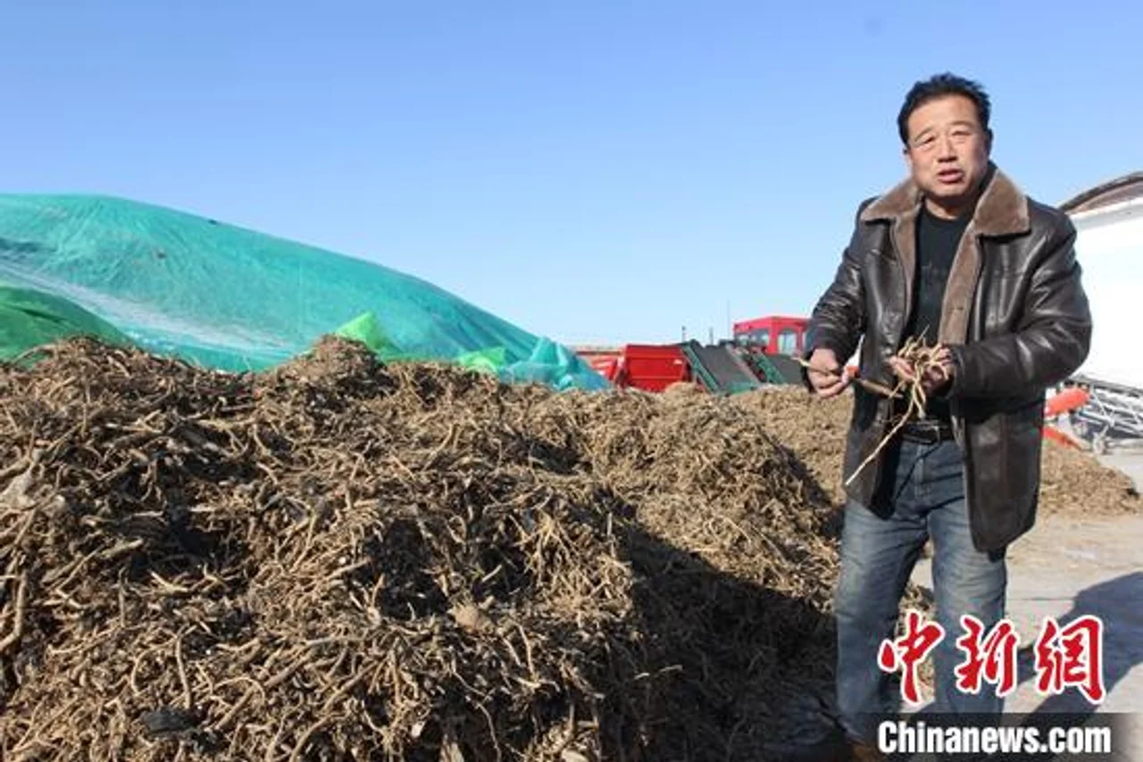 新疆中药材种植成为牧民增收新亮点
