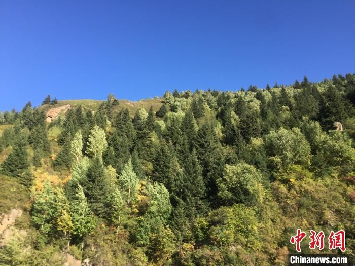 山西全面推行林长制 保护森林资源