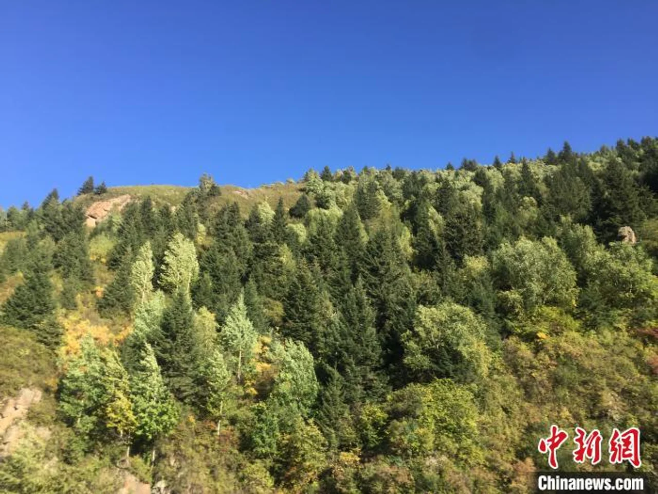 山西全面推行林长制 保护森林资源