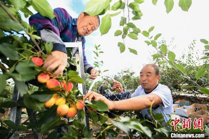 内蒙古兴安盟扶贫“金钥匙”打开“致富门”：红果、金稻迎丰收