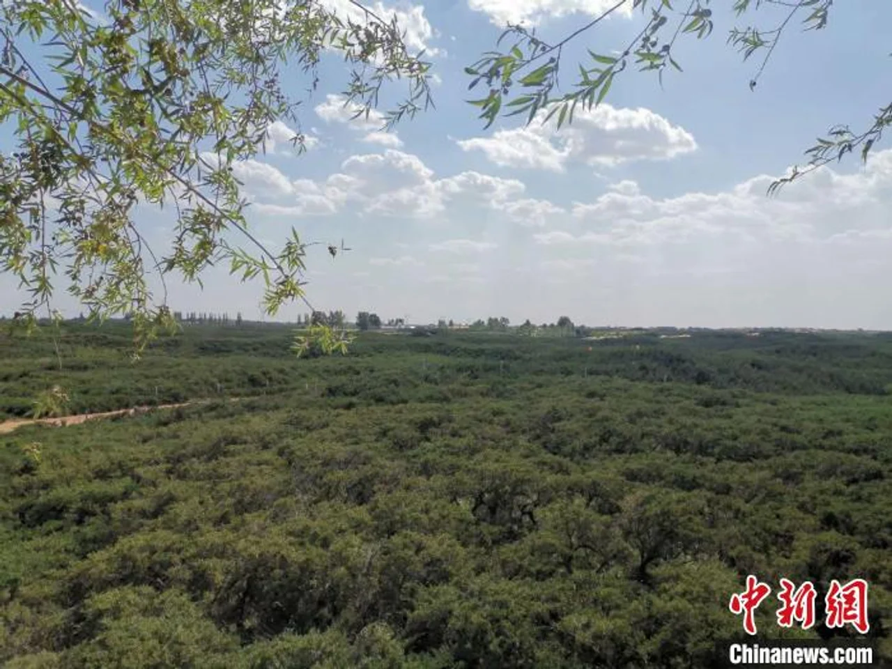 “绿色卫士”沙地柏:让“人沙共舞”变“沙地绿洲”