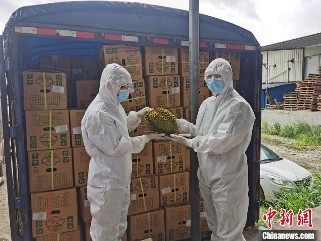 南宁海关查获涉走私榴莲290余吨