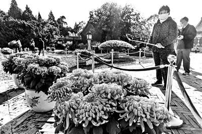 北海自育菊花亮相阐福寺 天坛公园“千头”大立菊首绽放