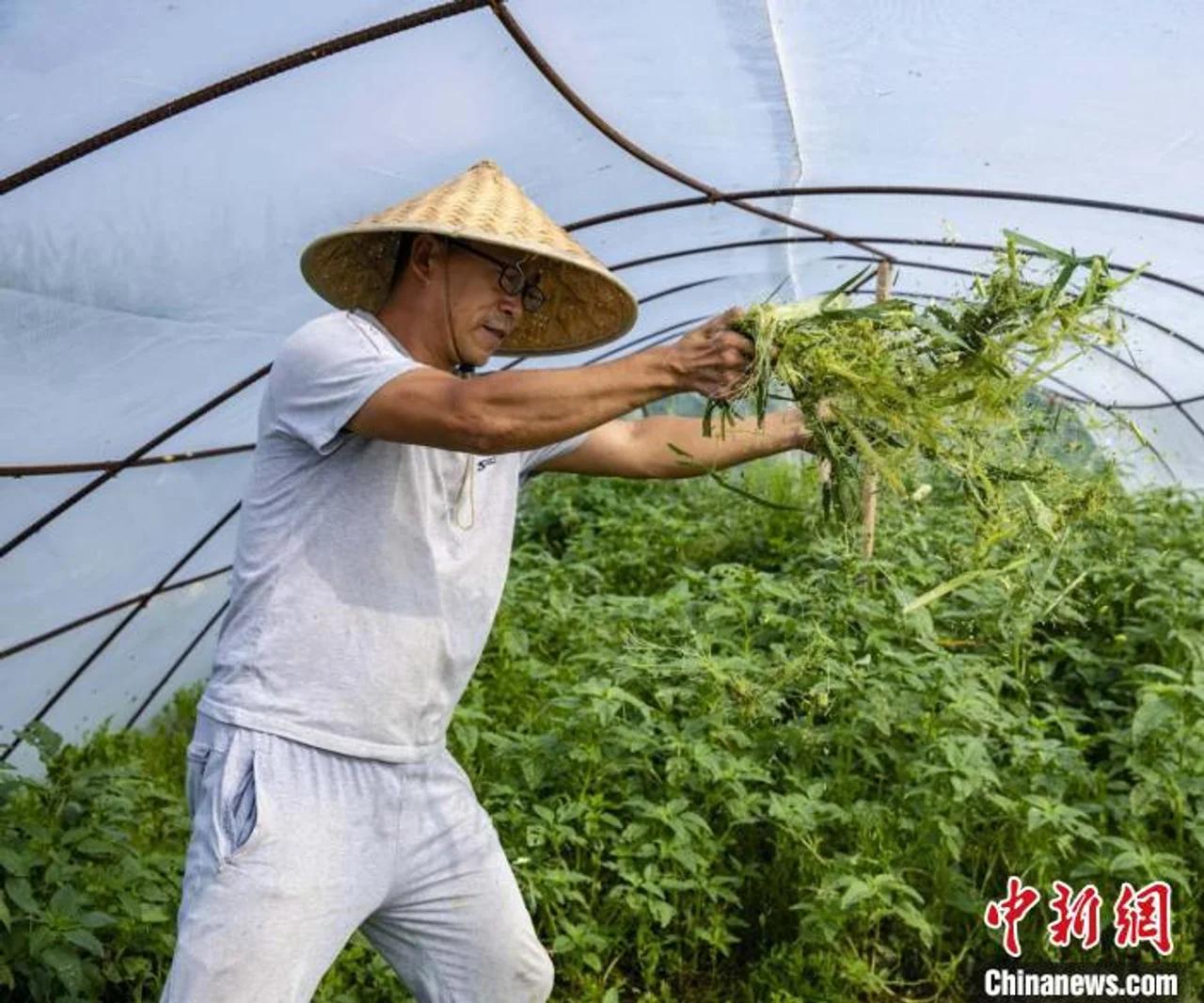 山西45岁农民的创业梦:让害虫变身“致富虫”