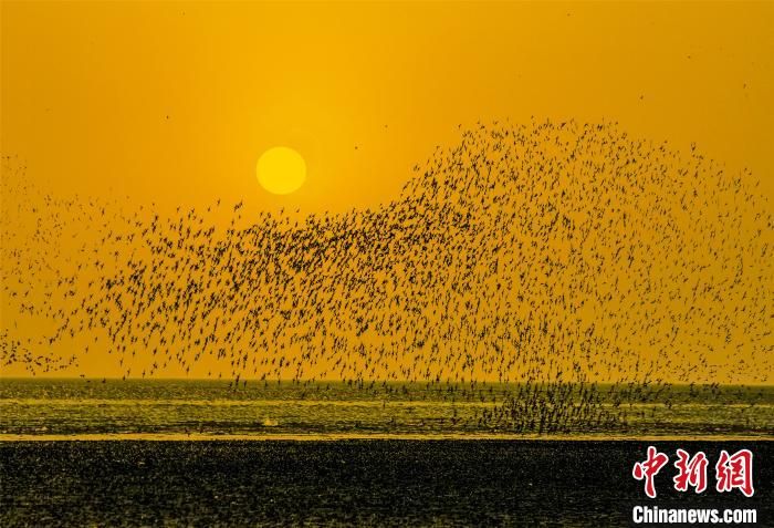 辽宁营口湿地迎来秋季迁徙期 候鸟起舞呈“鸟浪”奇观