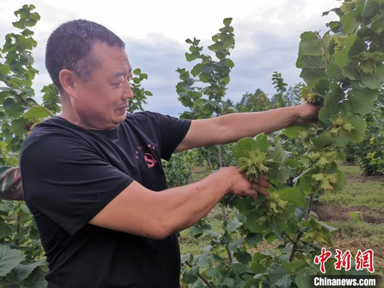 “通河大榛子”成百年小城脱贫“摇钱树”