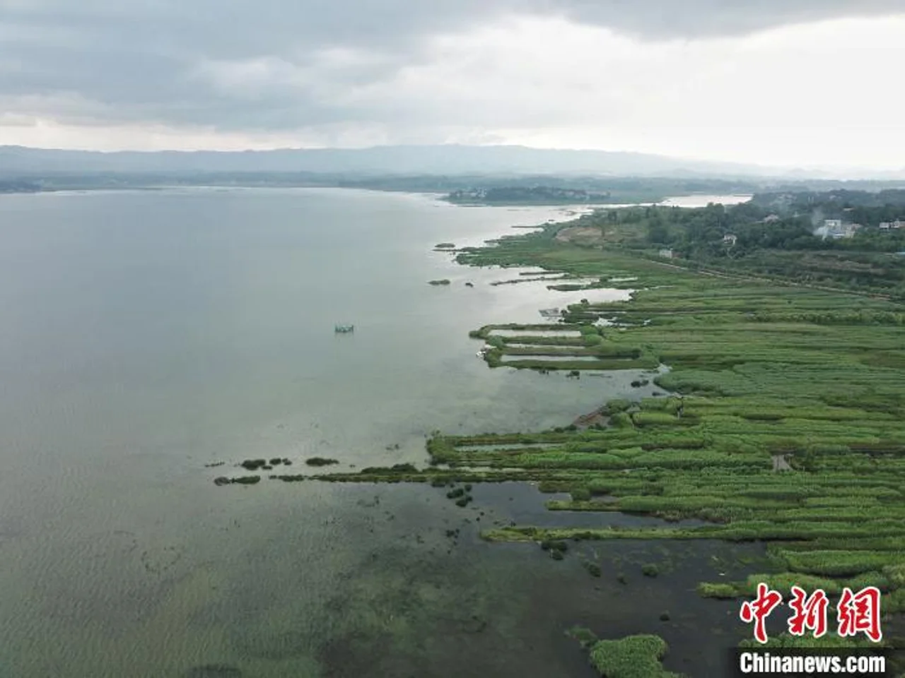 “治污还水”:贵州最大淡水湖草海化身“候鸟天堂”