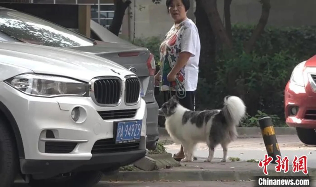 上海开展养犬行为专项整治 当场可处50元以下罚款