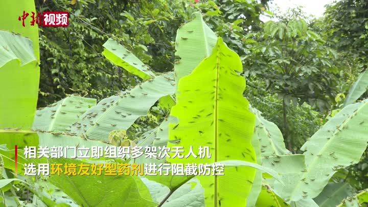 云南黄脊竹蝗发生面积超13万亩 仍处可控范围