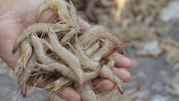 云南从厄瓜多尔进口冻虾包装箱外表面样本中检出3份核酸阳性