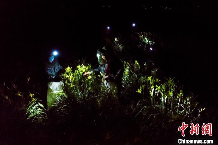 山西大同“小黄花大产业” 农民夜采“致富花”