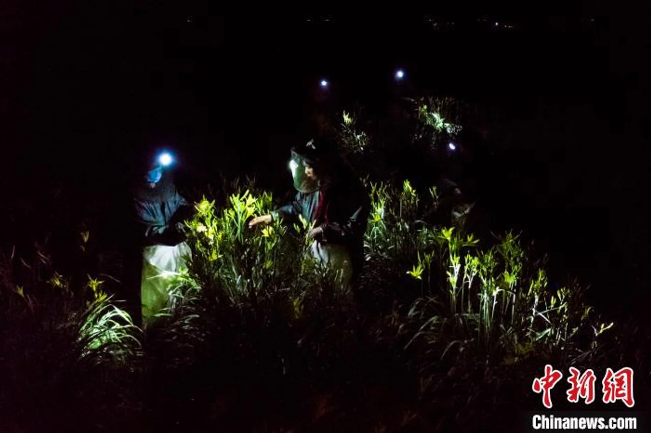 山西大同“小黄花大产业” 农民夜采“致富花”