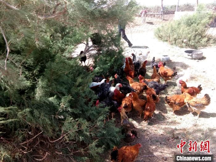 甘肃瓜州为贫困户“号脉开方” 打造特色产业含金量