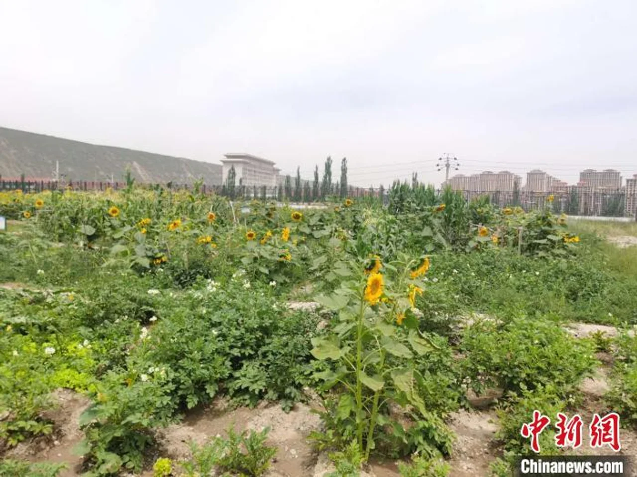 兰州高新区设“劳动课程”教育 实地科学体验贯穿教程