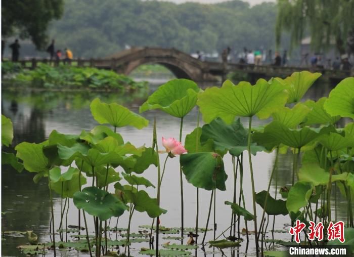 杭州西湖荷花首开 “映日荷花别样红”已在期待中