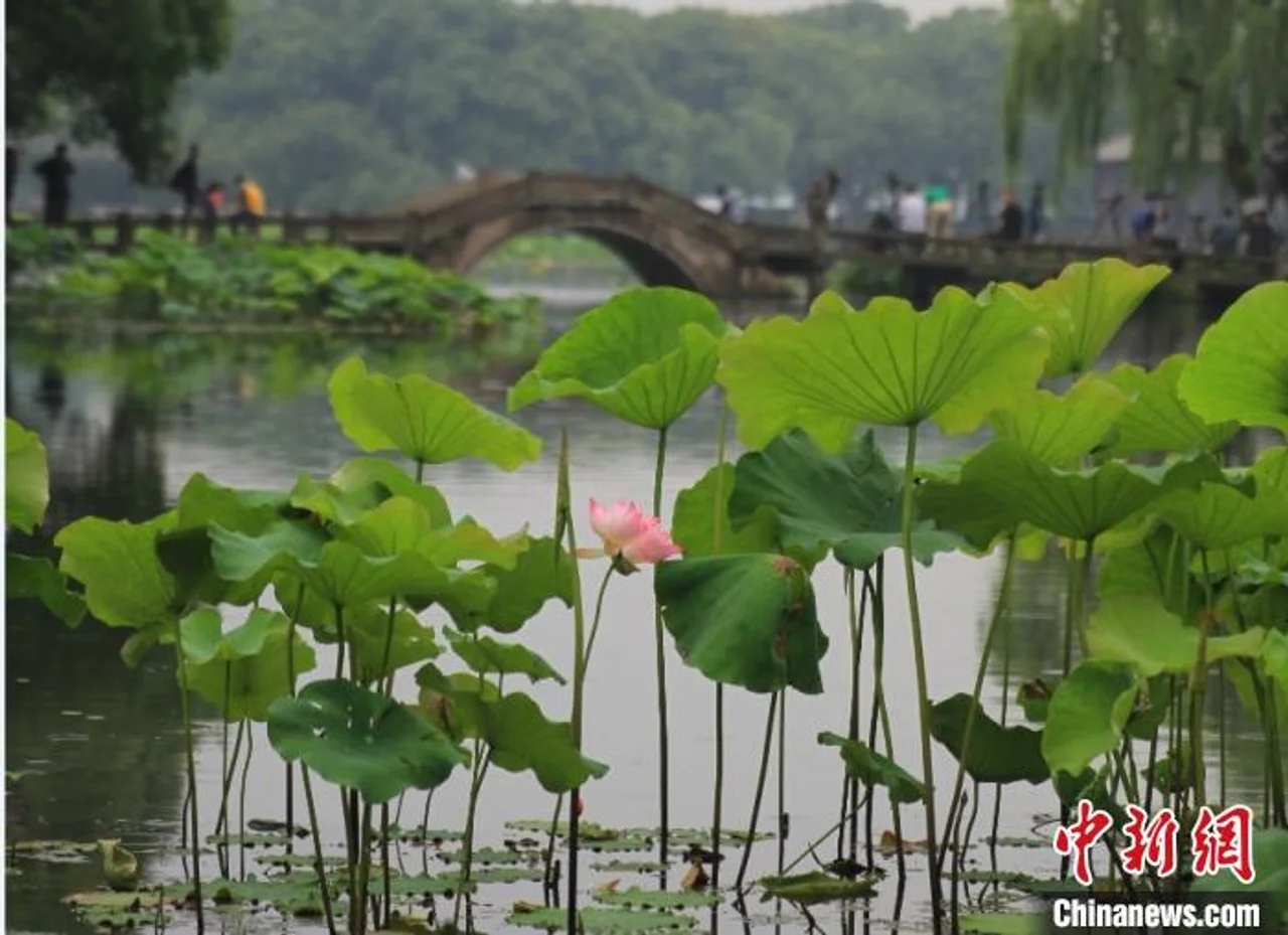 杭州西湖荷花首开 “映日荷花别样红”已在期待中