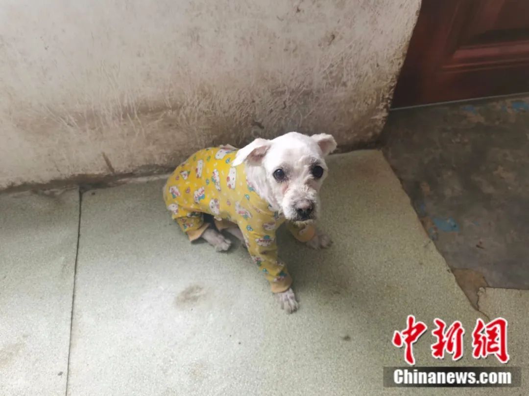 如果这些“毛孩子”眼中有天使，一定是她的模样……