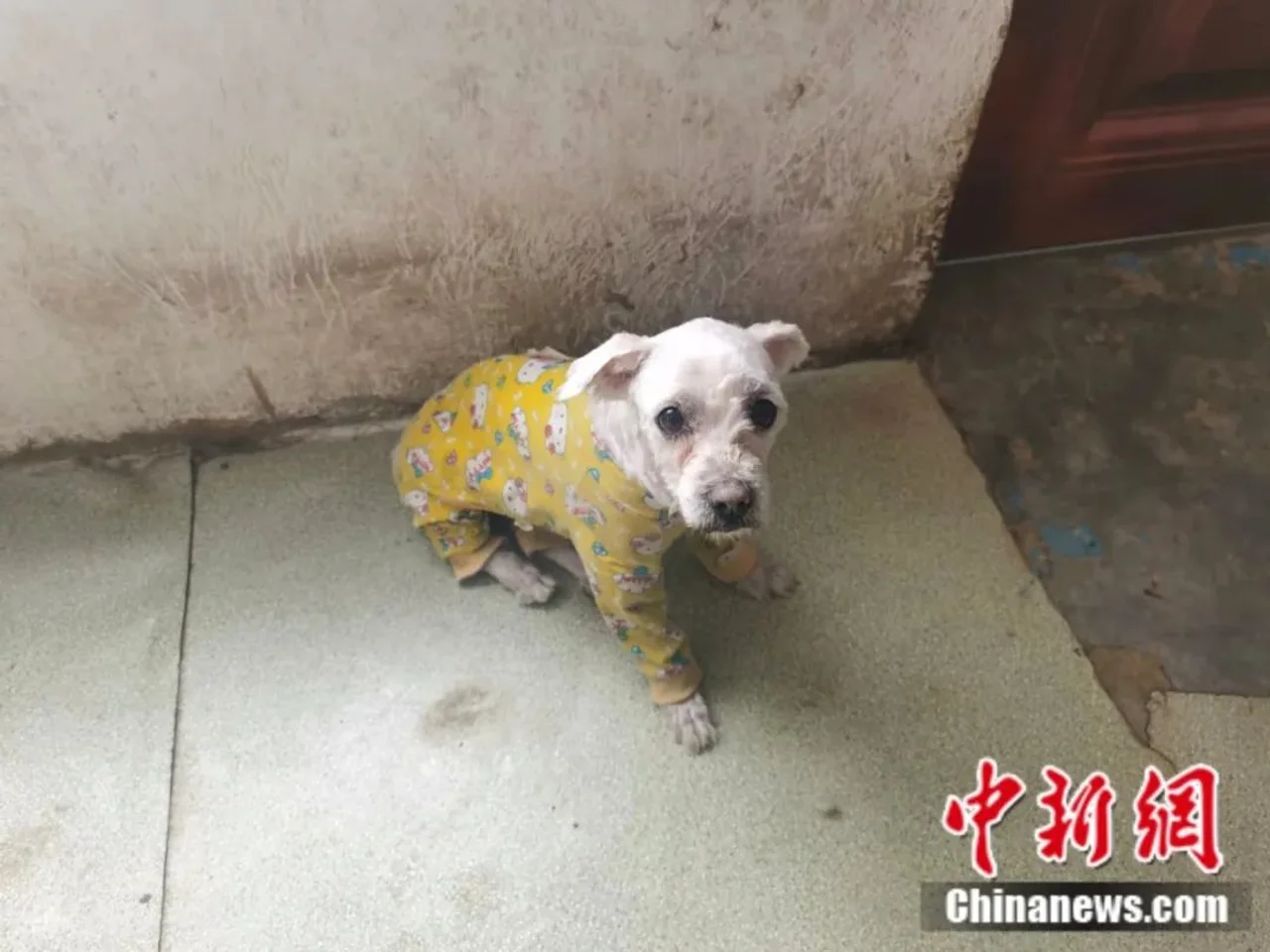 如果这些“毛孩子”眼中有天使,一定是她的模样……