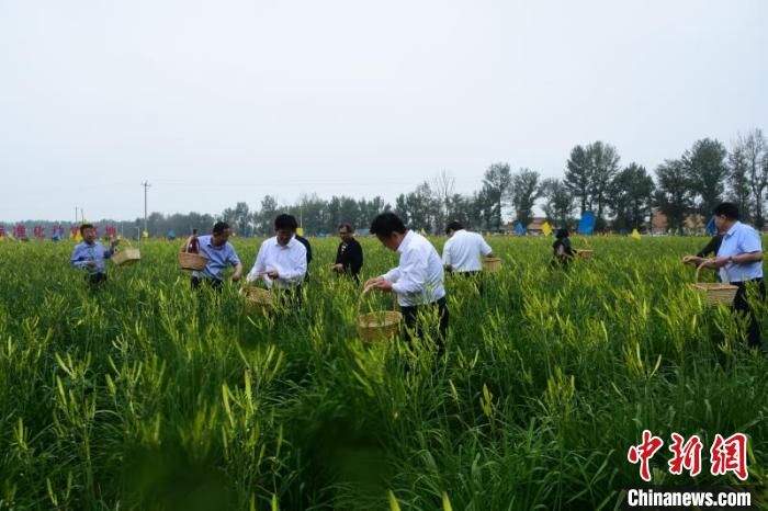 大同黄花丰收活动月启幕 引客共游“黄花之乡”