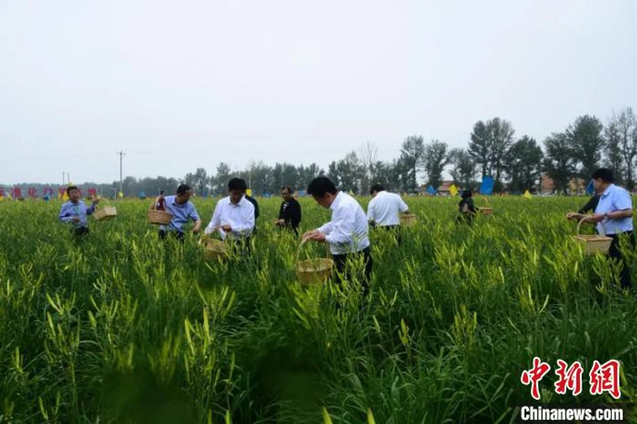 大同黄花丰收活动月启幕 引客共游“黄花之乡”