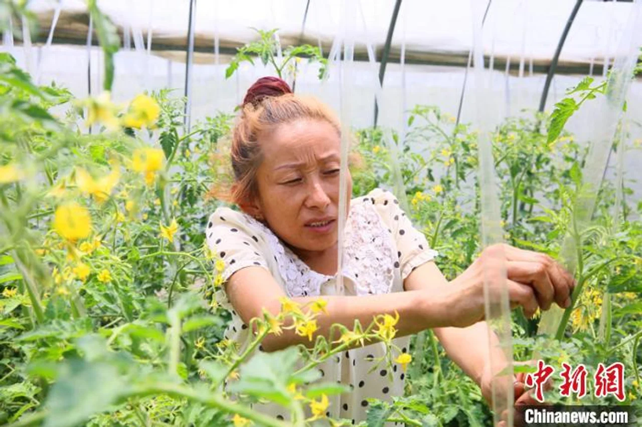 山西娄烦:残疾女子走下牌桌走进大棚成脱贫致富带头人