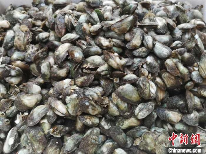 广东台山石夹螺饭尽显独特海味魅力