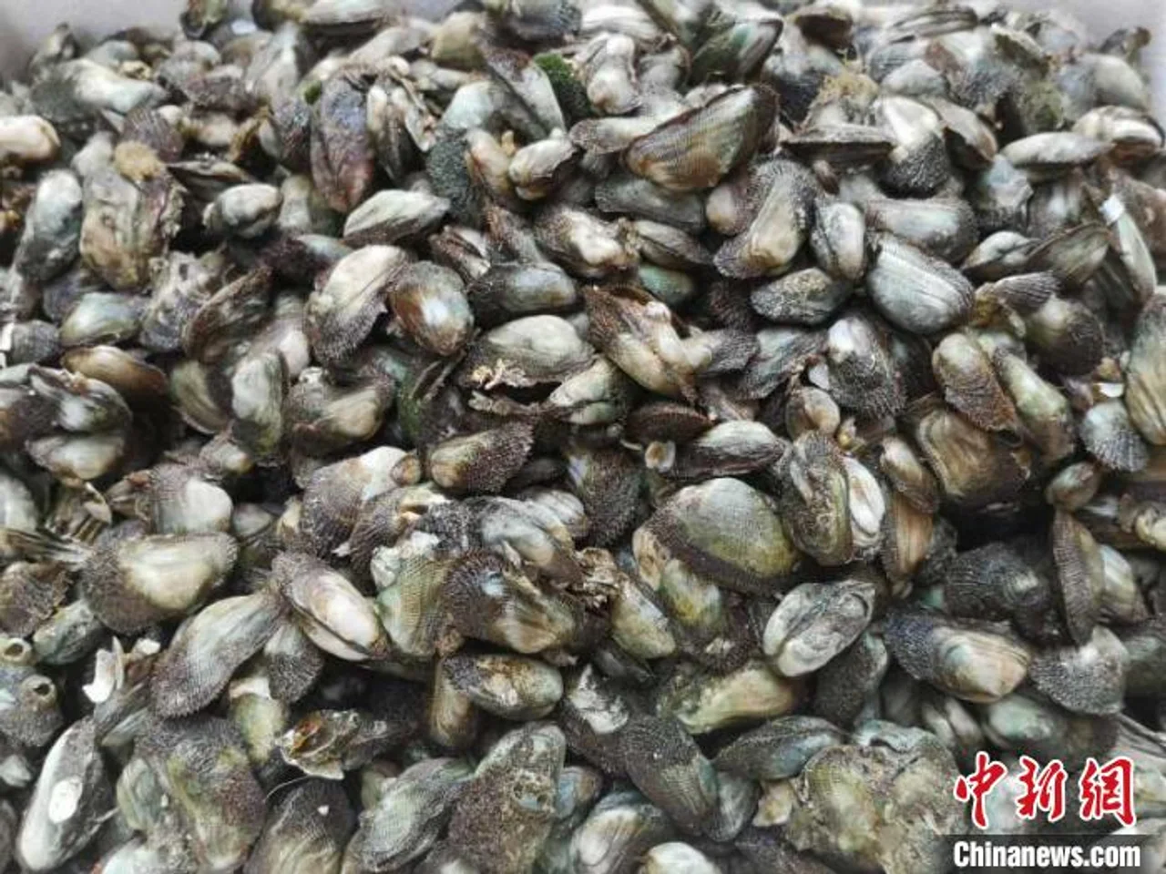 广东台山石夹螺饭尽显独特海味魅力