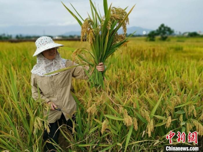 浙大研发糖尿病人专用稻米 让糖友“吃饱饭”