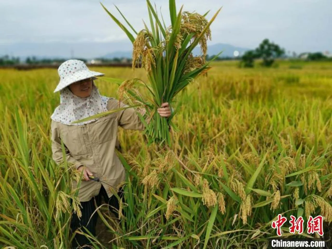 浙大研发糖尿病人专用稻米 让糖友“吃饱饭”
