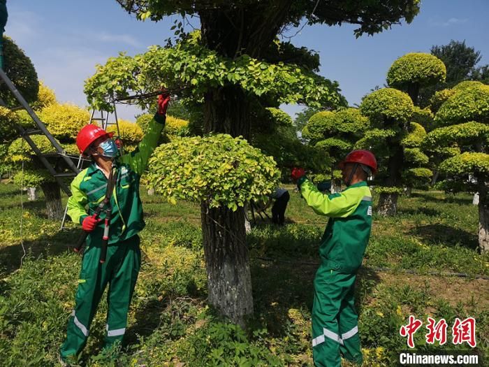 北京市园林绿化行业工装发布 设计主题为“绿波荡漾”