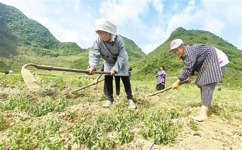 广西百色市隆林各族自治县——种桑养蚕稳增收 