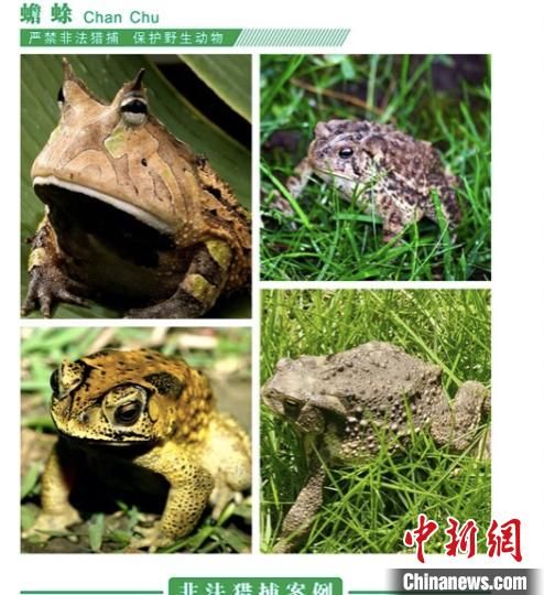 捉癞虼宝、移栽香樟树获刑 “平平无奇”动植物“伤不起”