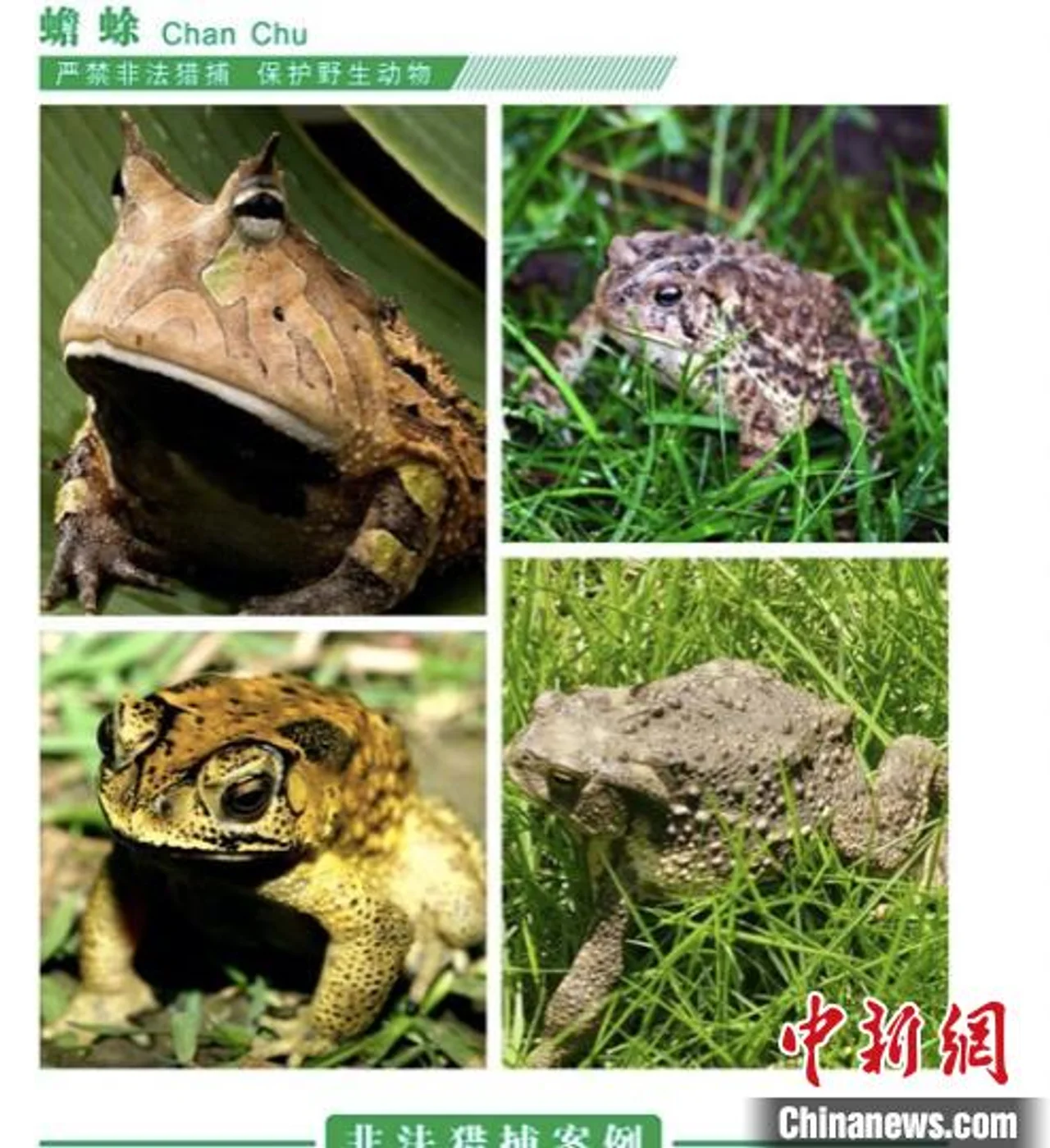 捉癞虼宝、移栽香樟树获刑 “平平无奇”动植物“伤不起”
