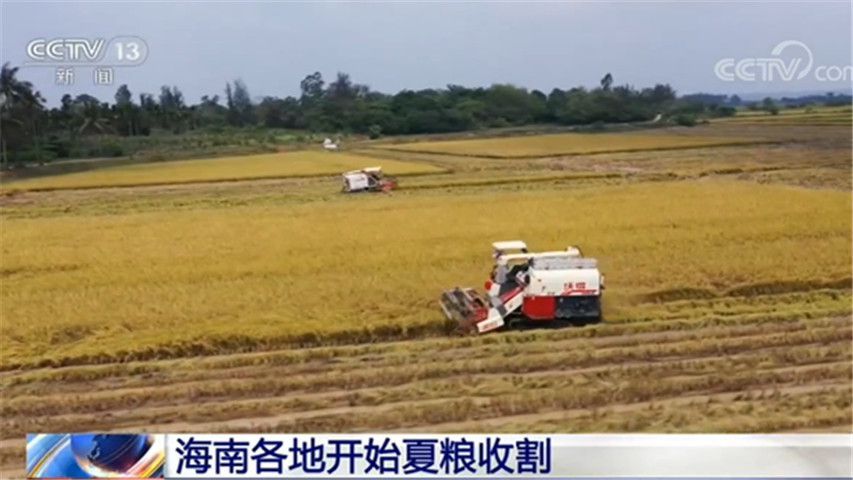 海南各地开始夏粮收割
