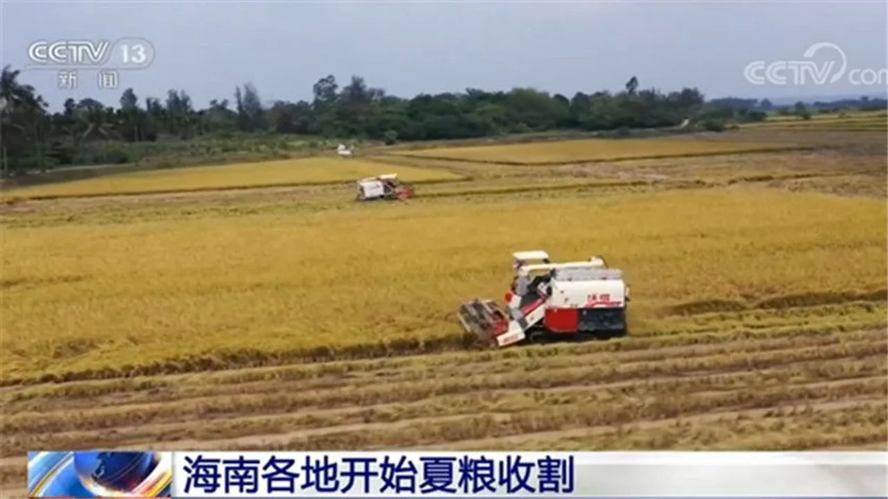 海南各地开始夏粮收割